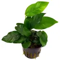 Anubias barteri var. nana