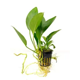 Anubias congensis