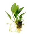 Anubias congensis