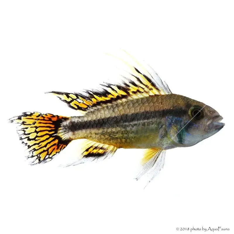 Apistogramma cacatuoides - Kakadu törpesügér