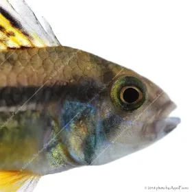 Apistogramma cacatuoides - Kakadu törpesügér