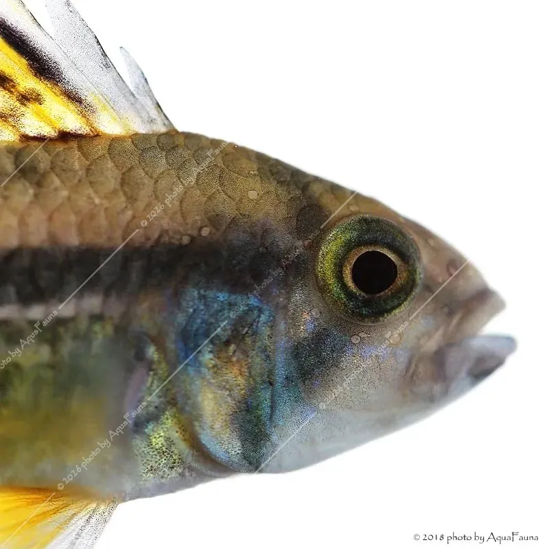 Apistogramma cacatuoides - Kakadu törpesügér