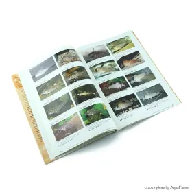 Aqualog - All Corydoras