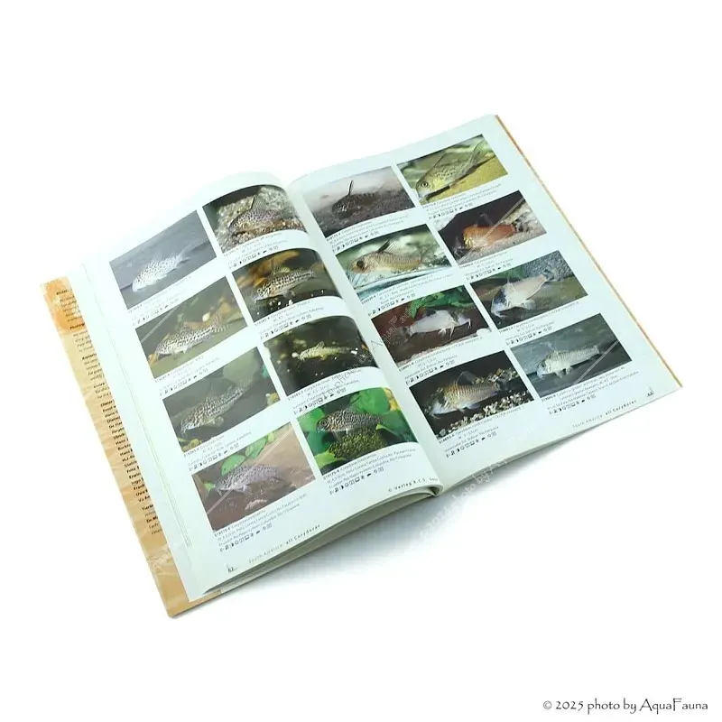 Aqualog - All Corydoras