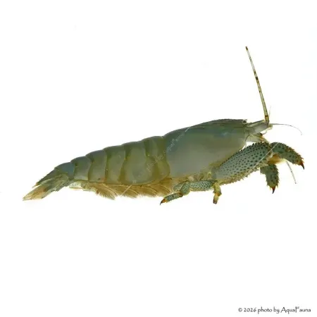 Atya gabonensis - Óriás sepregető garnéla - 10 cm