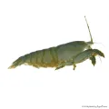 Atya gabonensis - Óriás sepregető garnéla - 10 cm