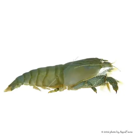 Atya gabonensis - Óriás sepregető garnéla - 10 cm