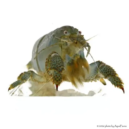 Atya gabonensis - Óriás sepregető garnéla - 10 cm