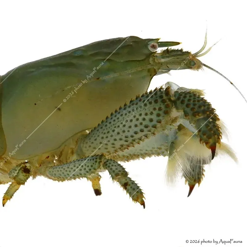 Atya gabonensis - Óriás sepregető garnéla - 10 cm
