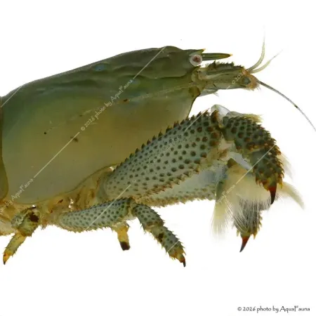 Atya gabonensis - Óriás sepregető garnéla - 10 cm
