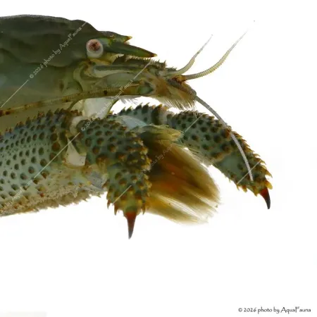 Atya gabonensis - Óriás sepregető garnéla - 10 cm