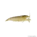Atya gabonensis - Óriás sepregető garnéla - 3 cm
