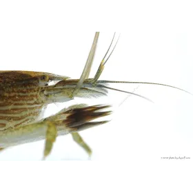 Atyopsis moluccensis - Legyezőgarnéla