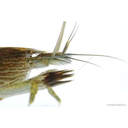 Atyopsis moluccensis - Legyezőgarnéla