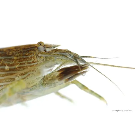 Atyopsis moluccensis - Legyezőgarnéla
