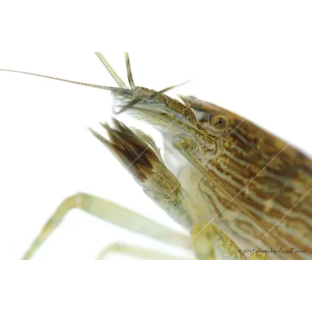Atyopsis moluccensis - Legyezőgarnéla