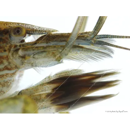 Atyopsis moluccensis - Legyezőgarnéla
