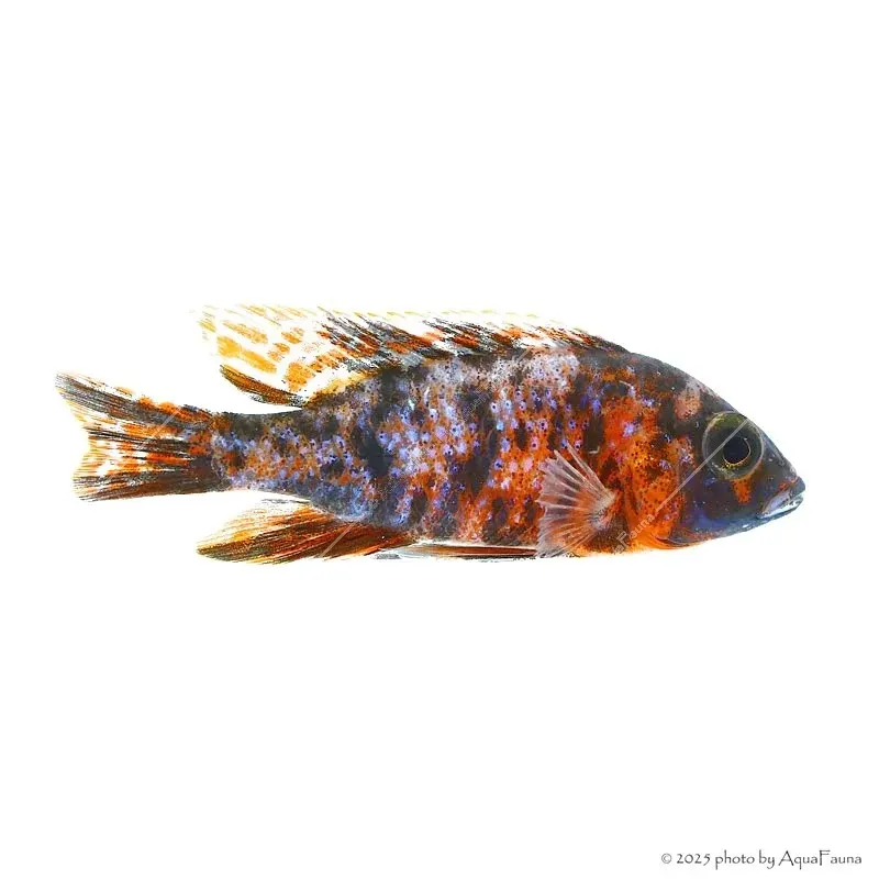 Aulonocara sp. "OB" - OB császársügér