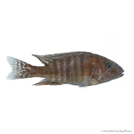 Aulonocara sp. Red Rubin - Vörös császársügér