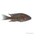 Aulonocara sp. Red Rubin - Vörös császársügér