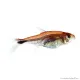 Axelrodia riesei - Rubin tetra
