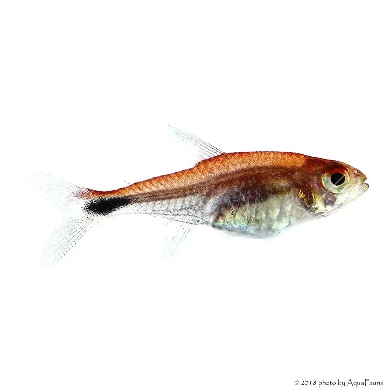 Axelrodia riesei - Rubin tetra
