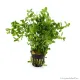 Bacopa monieri