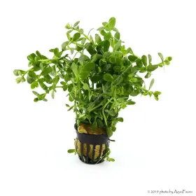 Bacopa monieri
