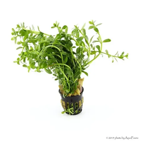 Bacopa monieri