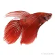 Betta splendens - Sziámi harcoshal (hím)