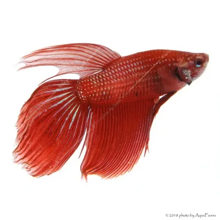 Betta splendens - Sziámi harcoshal (hím)