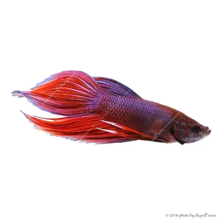 Betta splendens - Sziámi harcoshal (hím)