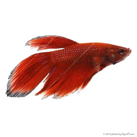 Betta splendens - Sziámi harcoshal (hím)