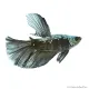 Betta splendens - Sziámi harcoshal Black Samurai Halfmoon