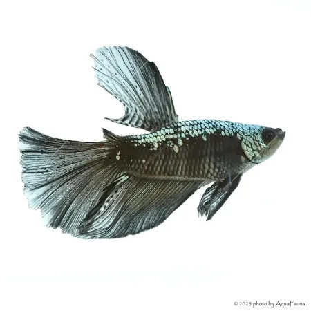 Betta splendens - Sziámi harcoshal Black Samurai Halfmoon