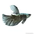 Betta splendens - Sziámi harcoshal Black Samurai Halfmoon