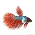 Betta splendens - Sziámi harcoshal Elephant ear