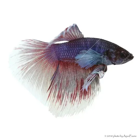 Betta splendens - Sziámi harcoshal Elephant ear