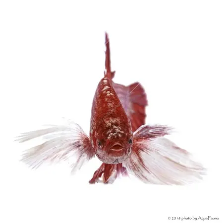 Betta splendens - Sziámi harcoshal Elephant ear