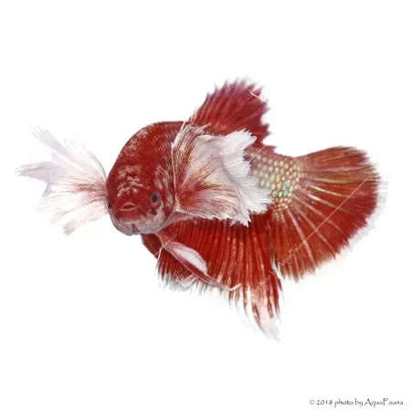Betta splendens - Sziámi harcoshal Elephant ear