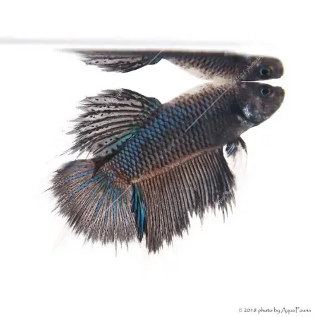 Betta splendens - Sziámi harcoshal Halfmoon