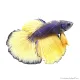 Betta splendens - Sziámi harcoshal Halfmoon