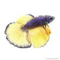 Betta splendens - Sziámi harcoshal Halfmoon