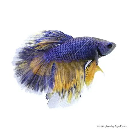 Betta splendens - Sziámi harcoshal Halfmoon