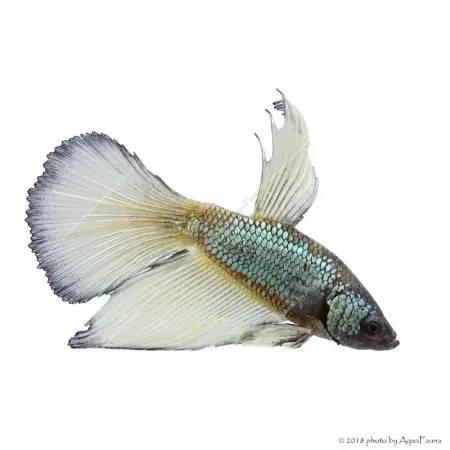 Betta splendens - Sziámi harcoshal Halfmoon