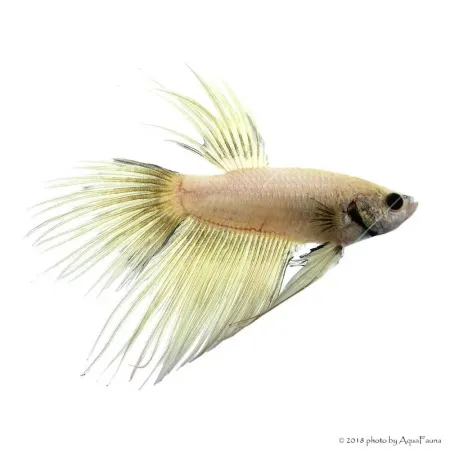 Betta splendens - Sziámi harcoshal Koronás (hím)