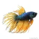 Betta splendens - Sziámi harcoshal Koronás (hím)