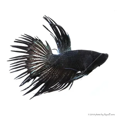 Betta splendens - Sziámi harcoshal Koronás (hím)
