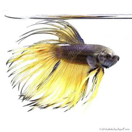 Betta splendens - Sziámi harcoshal Koronás (hím)