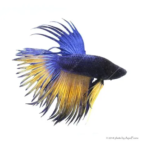 Betta splendens - Sziámi harcoshal Koronás (hím)